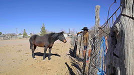 horse