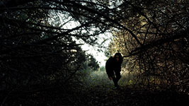 thicket